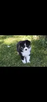 Chug, a male Australian Shepherd for sale in Gilman City, MO – 4 of 4
