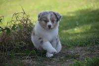 Port, a female Australian Shepherd for sale in Gilman City, MO – 4 of 9