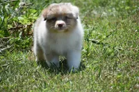 Helm, a male Australian Shepherd for sale in Gilman City, MO – 2 of 7
