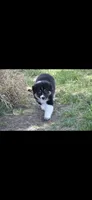 Smokestack, a male Australian Shepherd for sale in Gilman City, MO – 4 of 4