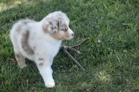 Port, a female Australian Shepherd for sale in Gilman City, MO – 3 of 9