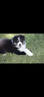 Chug, a male Australian Shepherd for sale in Gilman City, MO – 2 of 4