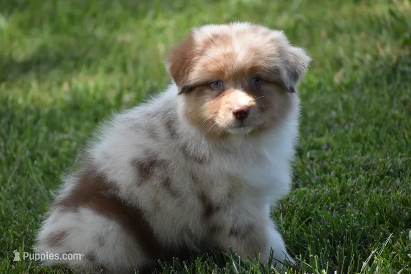 Helm – Australian Shepherd puppy for sale in Gilman City, MO