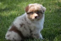 Helm, a male Australian Shepherd for sale in Gilman City, MO – 1 of 7