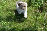 Helm, a male Australian Shepherd for sale in Gilman City, MO – 5 of 7