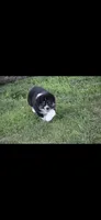 Smokestack, a male Australian Shepherd for sale in Gilman City, MO – 3 of 4