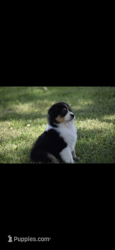 Manx – Australian Shepherd puppy for sale in Gilman City, MO
