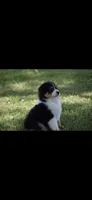 Manx, a female Australian Shepherd for sale in Gilman City, MO – 1 of 7