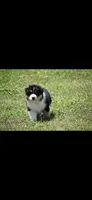 Manx, a female Australian Shepherd for sale in Gilman City, MO – 6 of 7