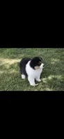 Sphynx , a male Australian Shepherd for sale in Gilman City, MO – 2 of 7