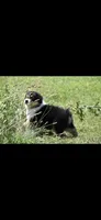 Manx, a female Australian Shepherd for sale in Gilman City, MO – 7 of 7