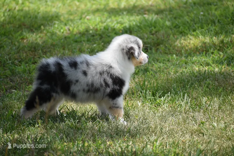 Keel – Australian Shepherd puppy for sale in Gilman City, MO