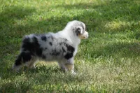 Keel, a female Australian Shepherd for sale in Gilman City, MO – 1 of 8