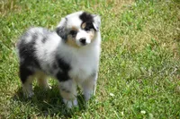 Keel, a female Australian Shepherd for sale in Gilman City, MO – 3 of 8