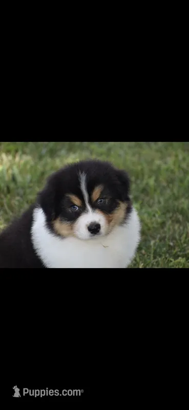 Sphynx  – Australian Shepherd puppy for sale in Gilman City, MO