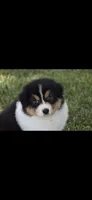 Sphynx , a male Australian Shepherd for sale in Gilman City, MO – 1 of 7