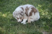 Port, a female Australian Shepherd for sale in Gilman City, MO – 5 of 9