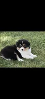 Sphynx , a male Australian Shepherd for sale in Gilman City, MO – 6 of 7
