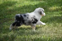 Keel, a female Australian Shepherd for sale in Gilman City, MO – 2 of 8