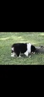 Sphynx , a male Australian Shepherd for sale in Gilman City, MO – 7 of 7