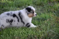 Rudder, a male Australian Shepherd for sale in Gilman City, MO – 1 of 8