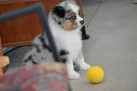 Rudder, a male Australian Shepherd for sale in Gilman City, MO – 3 of 8