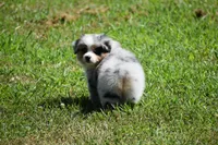 Rudder, a male Australian Shepherd for sale in Gilman City, MO – 7 of 8