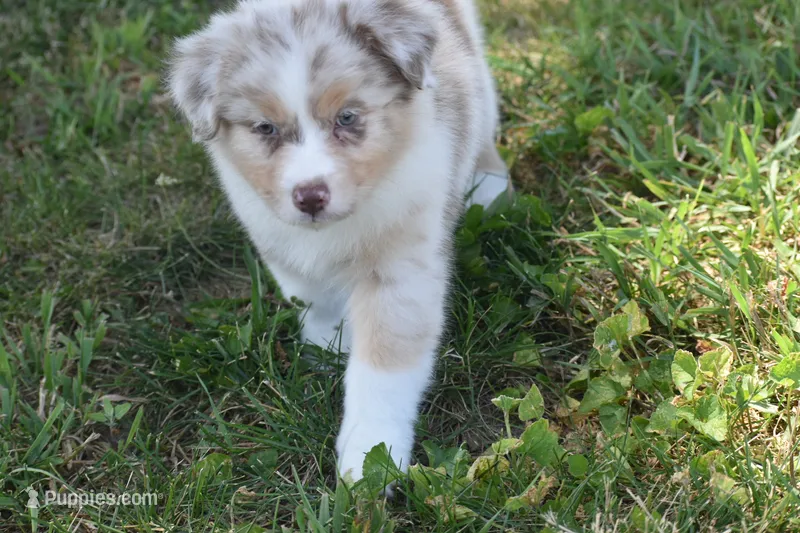 Port – Australian Shepherd puppy for sale in Gilman City, MO