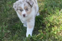 Port, a female Australian Shepherd for sale in Gilman City, MO – 1 of 9