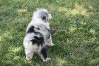 Keel, a female Australian Shepherd for sale in Gilman City, MO – 6 of 8