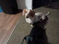 Marley , a male Dachshund for sale in Chandler, AZ – Photo 5 of 5