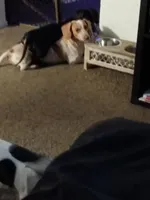 Marley , a male Dachshund for sale in Chandler, AZ – Photo 2 of 5