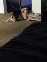 Marley , a male Dachshund for sale in Chandler, AZ – Photo 3 of 5