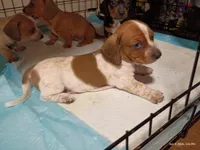 Spotty, a male Dachshund for sale in Chandler, AZ – Photo 6 of 7