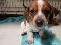 Spotty, a male Dachshund for sale in Chandler, AZ – Photo 7 of 7