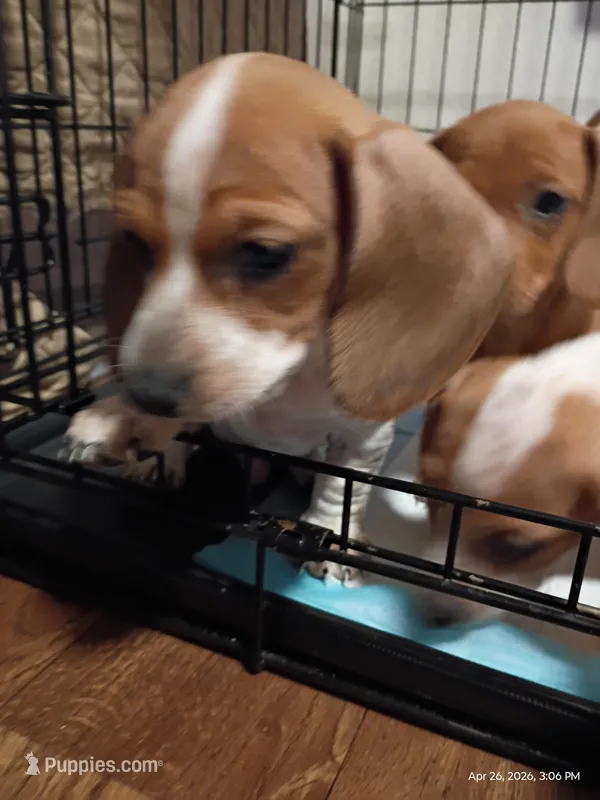 Spotty – Dachshund puppy for sale in Chandler, AZ