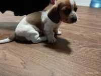 Spotty, a male Dachshund for sale in Chandler, AZ – Photo 5 of 7