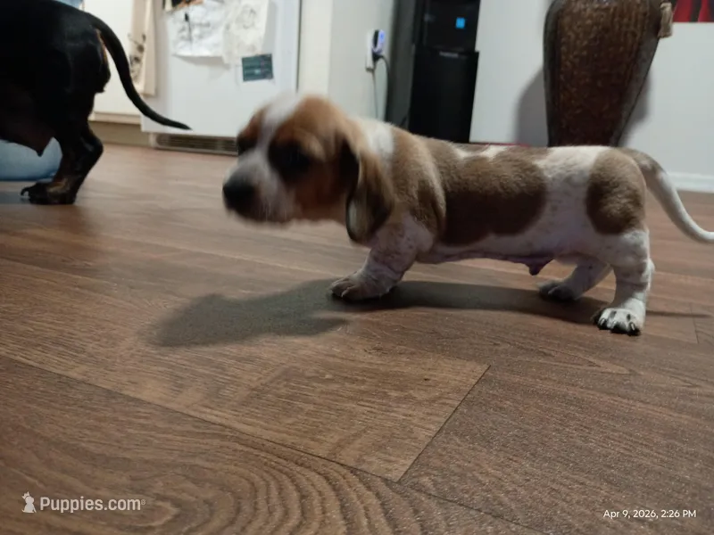Spotty – Dachshund puppy for sale in Chandler, AZ