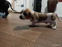 Spotty, a male Dachshund for sale in Chandler, AZ – Photo 1 of 7