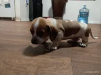 Spotty, a male Dachshund for sale in Chandler, AZ – Photo 2 of 7