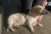 Marley , a male Dachshund for sale in Chandler, AZ – Photo 2 of 2