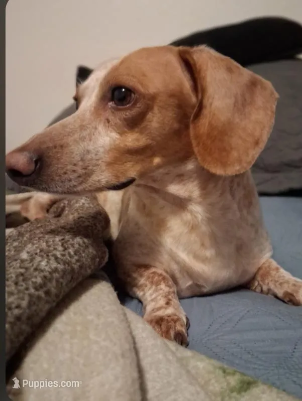 Marley  – Dachshund puppy for sale in Chandler, AZ