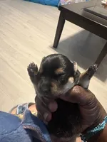 Chorkie, a female Chihuahua and Yorkshire Terrier for sale in Dallas, TX – 4 of 10