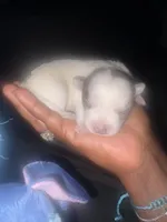 Chorkie, a female Chihuahua and Yorkshire Terrier for sale in Dallas, TX – 2 of 10