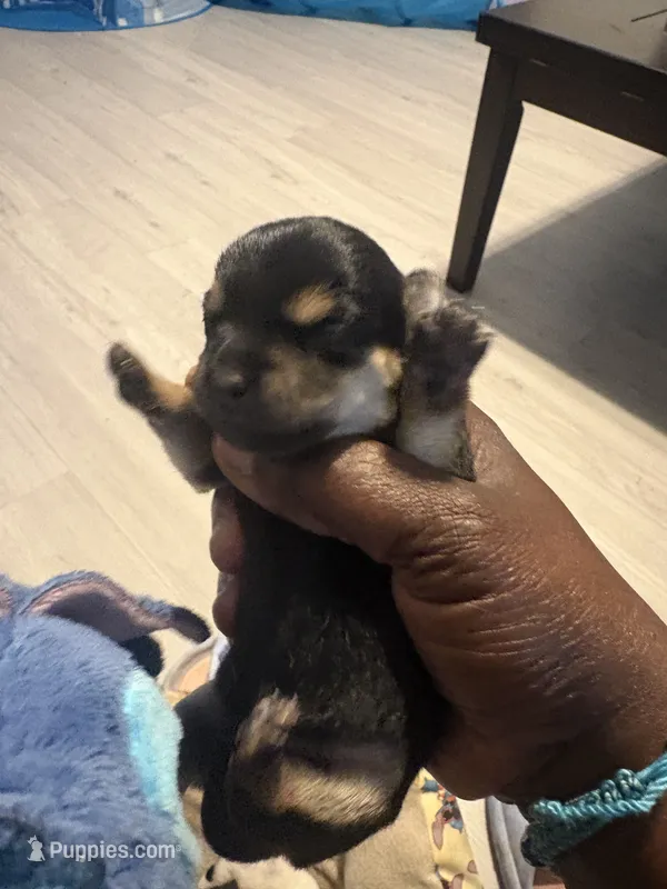 Chorkie – Chihuahua, Yorkshire Terrier puppy for sale in Dallas, TX