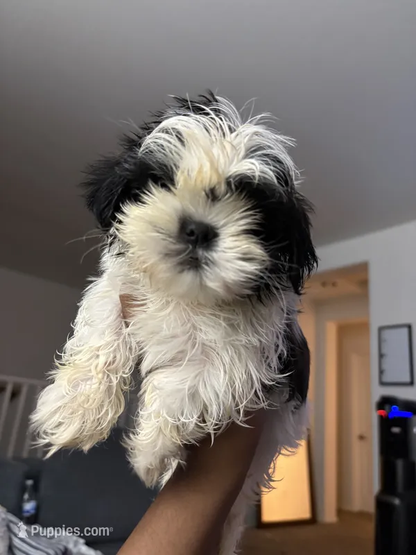 Casper – Shih Tzu puppy for sale in Surprise, AZ