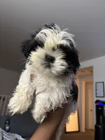Casper, a male Shih Tzu for sale in Surprise, AZ – 1 of 2