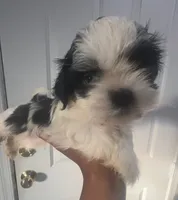 Casper, a male Shih Tzu for sale in Surprise, AZ – 2 of 2