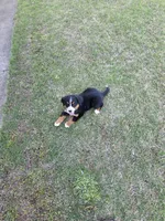 Tessa, a female Bernese Mountain Dog for sale in Montezuma, GA – Photo 2 of 4