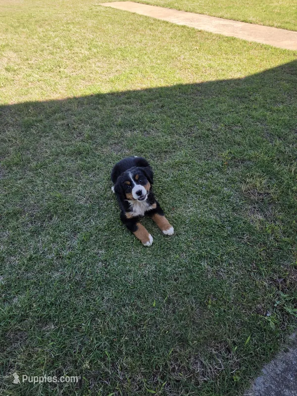 Tessa, a female Bernese Mountain Dog for sale in Montezuma, GA – Photo 1 of 4